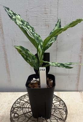 ❖春の大商談会❖　アグラオネマ　ピクタム トリカラー　【現品103】