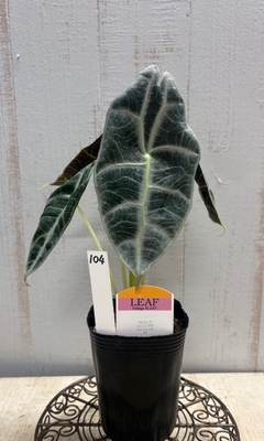 ❖春の大商談会❖　アロカシア　ワトソニアナ　ライトニング　【現品104】　