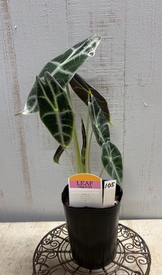 ❖春の大商談会❖　アロカシア　ワトソニアナ　ライトニング　【現品105】　