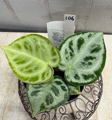 ❖春の大商談会❖　アンスリウム　ドラヤキ【現品No.106】　