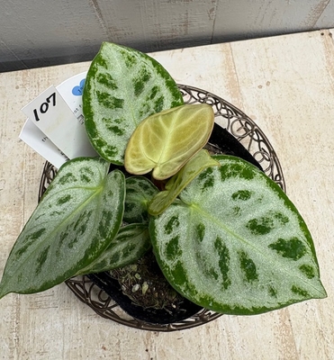 ❖春の大商談会❖　アンスリウム　ドラヤキ【現品No.107】　