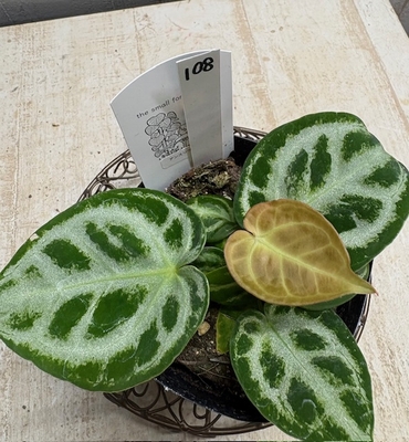 ❖春の大商談会❖　アンスリウム　ドラヤキ【現品No.108】　