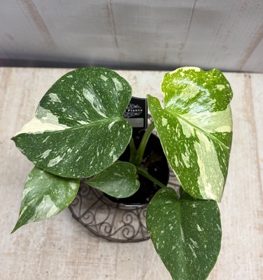 ❖春の大商談会❖《斑》モンステラ　タイコンステレーション【現品No.109】