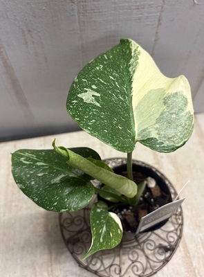 ❖春の大商談会❖《斑》モンステラ　タイコンステレーション【現品No.110】