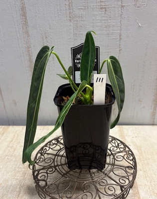 ❖春の大商談会❖　アンスリウム　ワロクアナム【現品No.111】