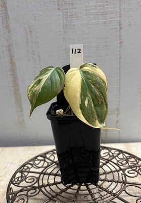 ❖春の大商談会❖　フィロデンドロン　ミカンス　コーラルバリエガータ【現品No.112】