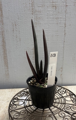 ❖春の大商談会❖　アロエ　スザンナエ【現品No.113】