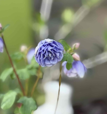 ❖春の大商談会❖　ヒメオダマキ多弁