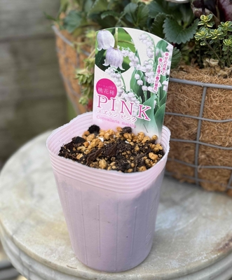 ❖春の大商談会❖　ピンクスズラン