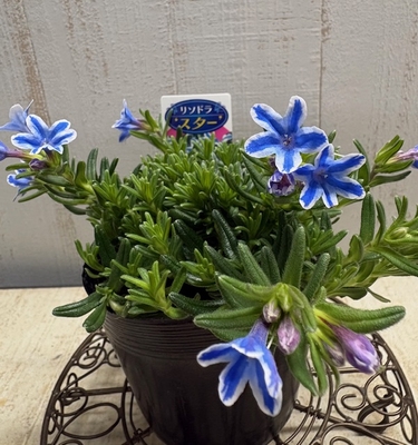 ❖春の大商談会❖　リソドラ　スター