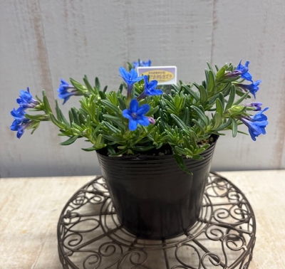 ❖春の大商談会❖　ミヤマホタルカズラ