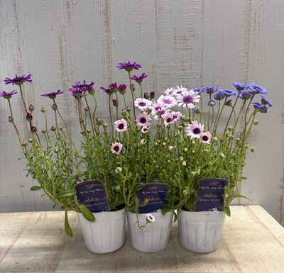 ❖春の大商談会❖　フェリシア　スプリングメルヘン　【３色セット】