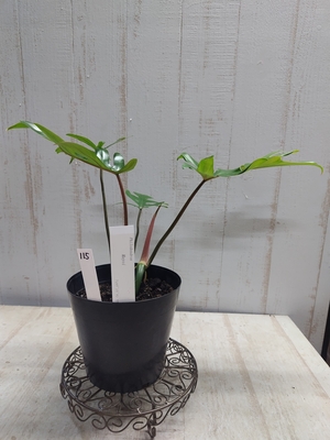 ❖春の大商談会❖　フィロデンドロン　マヨイ【現品No.115】