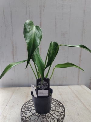 モンステラ　バールマルクスフレーム