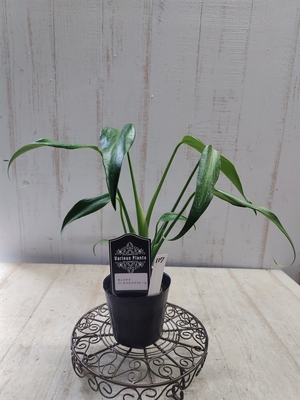 モンステラ　バールマルクスフレーム