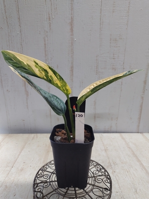 ❖春の大商談会❖　モンステラ　カルステニアナム　バリエガータ(ペルー)【現品120】