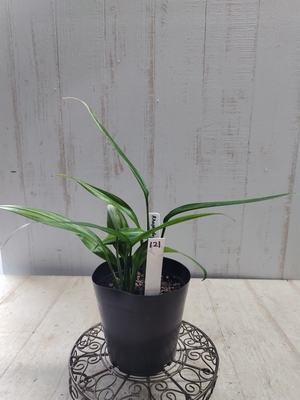 ❖春の大商談会❖　ラフィドフォラ　エキブチカ【現品121】