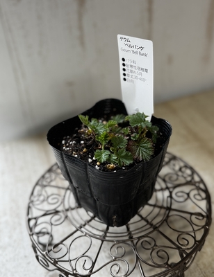 ゲウム　ベルバンク