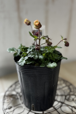 ゲウム　リバレ