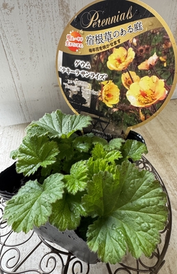 ゲウム　テキーラサンライズ