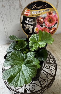 ゲウム　マイタイ