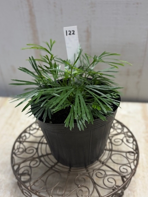 プテリス　オーストラリス【122】