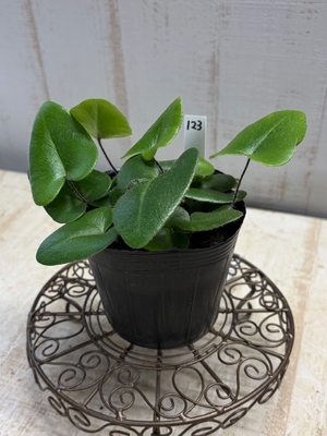 シダ　ハートファン