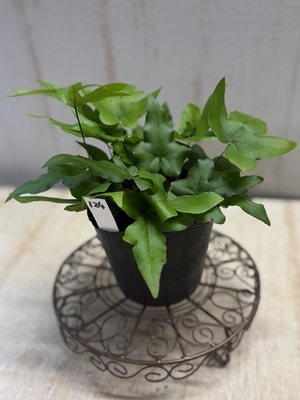 ドリオプテリス　ペダータ【124】