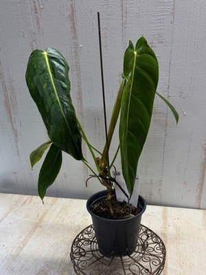 フィロデンドロン　エスメラルデンセ　バリエガータ【現品125】