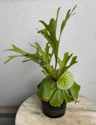 コウモリラン　リドレイ【現品131】