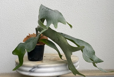 コウモリラン　銀河【現品132】