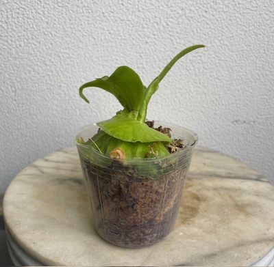 コウモリラン　コロナリウム【現品133】