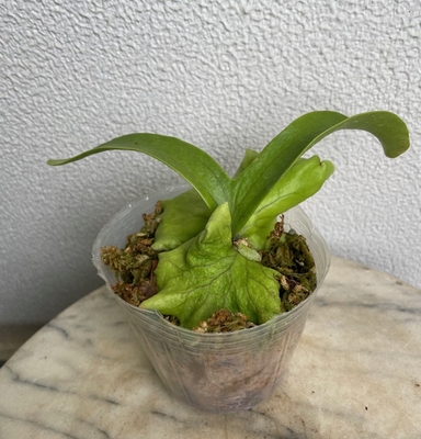 コウモリラン　コロナリウム【現品134】