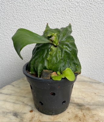 コウモリラン　マダガスカリエンセ【現品135】