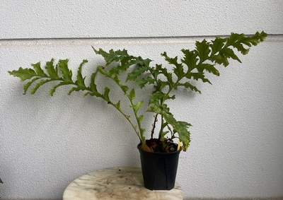 アグラオモロファ【現品136】