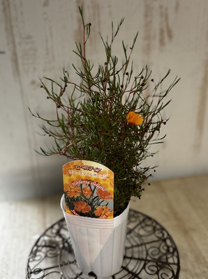 ヒベルティア　サニースマイルオレンジ