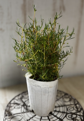 ヒベルティア　サニースマイルレモン