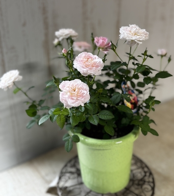 ミニバラ　ラフィーネ　４寸