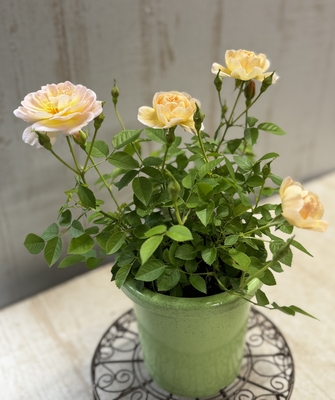 ミニバラ　プリズム