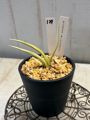 サンセベリア　ダンシングドラゴン【129】