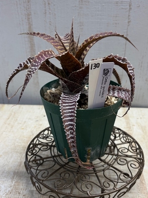 オルソフィツム　グルケニー【現品130】