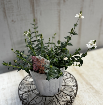 ディアシア　トリニティグレース