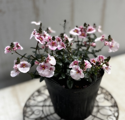 ディアスシア　ダーラ　アップルブロッサム