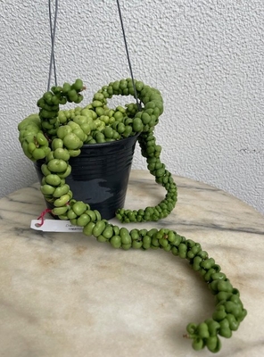 ディスキディア　ヌンムラリア　イデアミヌブ【現品137】