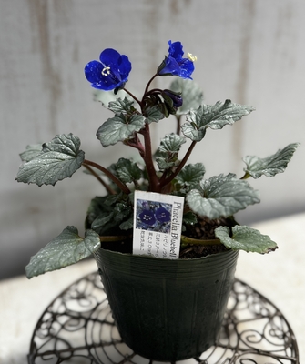 ファセリア　ブルーベル