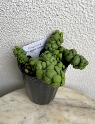 ディスキディア　ドラゴンジェイド　小【現品139】