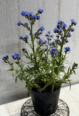 アンチューサ　店頭にて完売