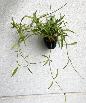 ディスキディア　フィリピンズ(D.Philippines)【現品140】