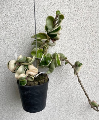 ホヤ　カルノーサコンパクタ　アルボマルギナータ　斑入り【現品141】