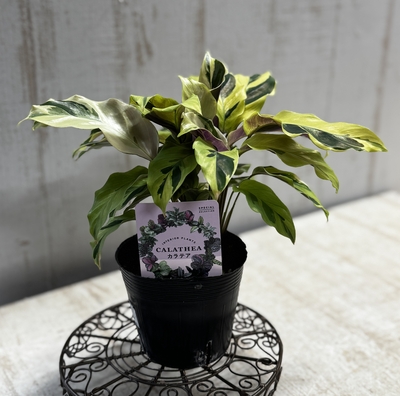 カラテア　タイビューティ